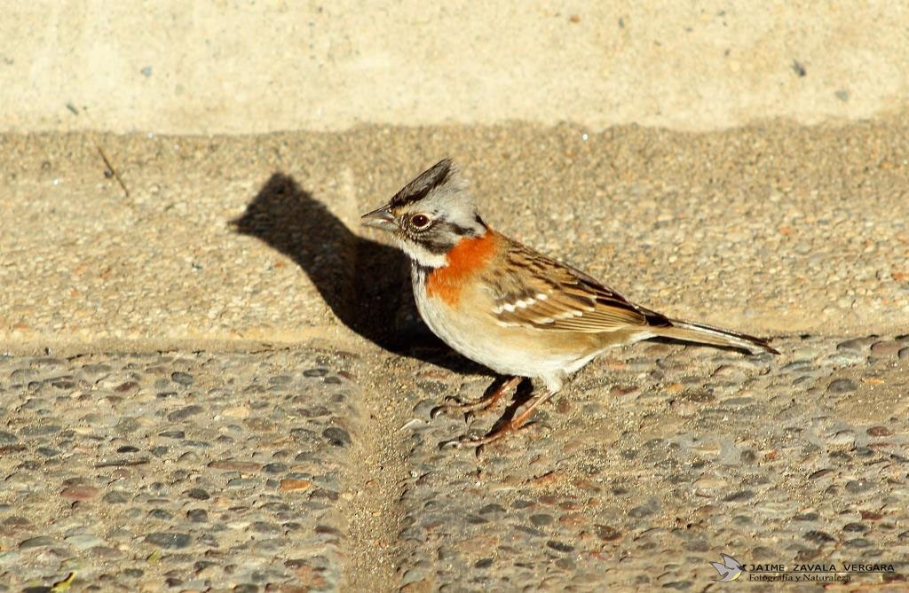 Morgenammer - ML644856907