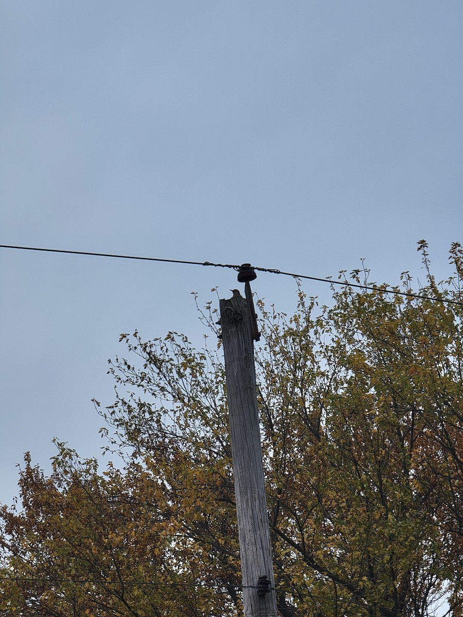 Red-bellied Woodpecker - ML644856913