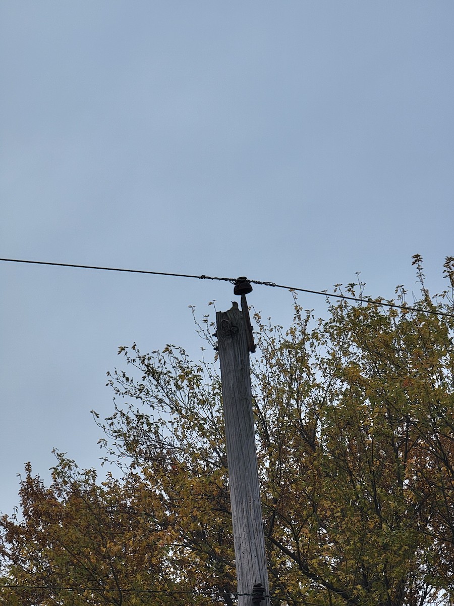 Red-bellied Woodpecker - ML644856914
