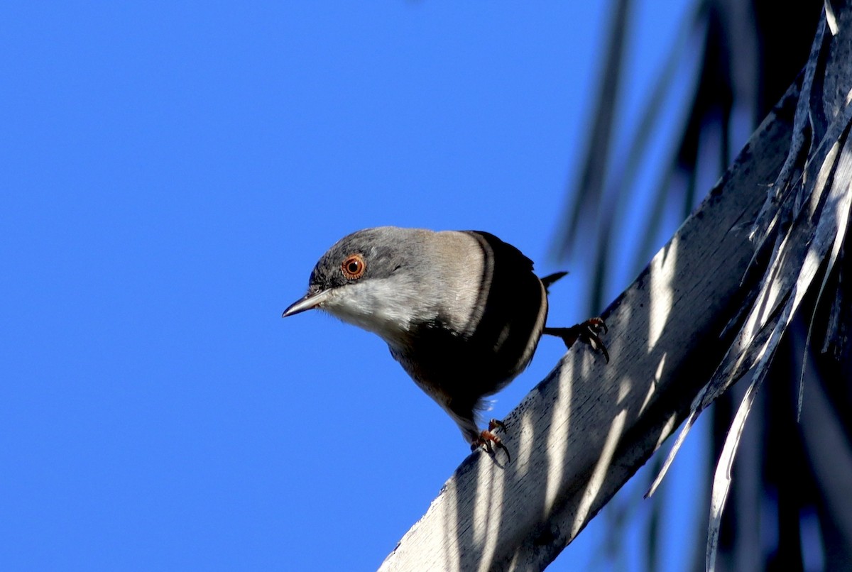 Txinbo burubeltza - ML644856915