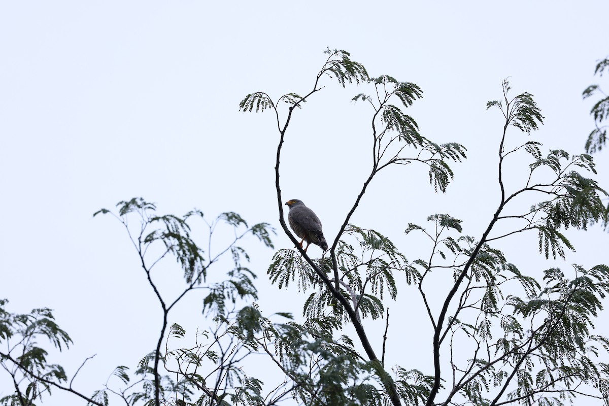 Roadside Hawk - ML644856930