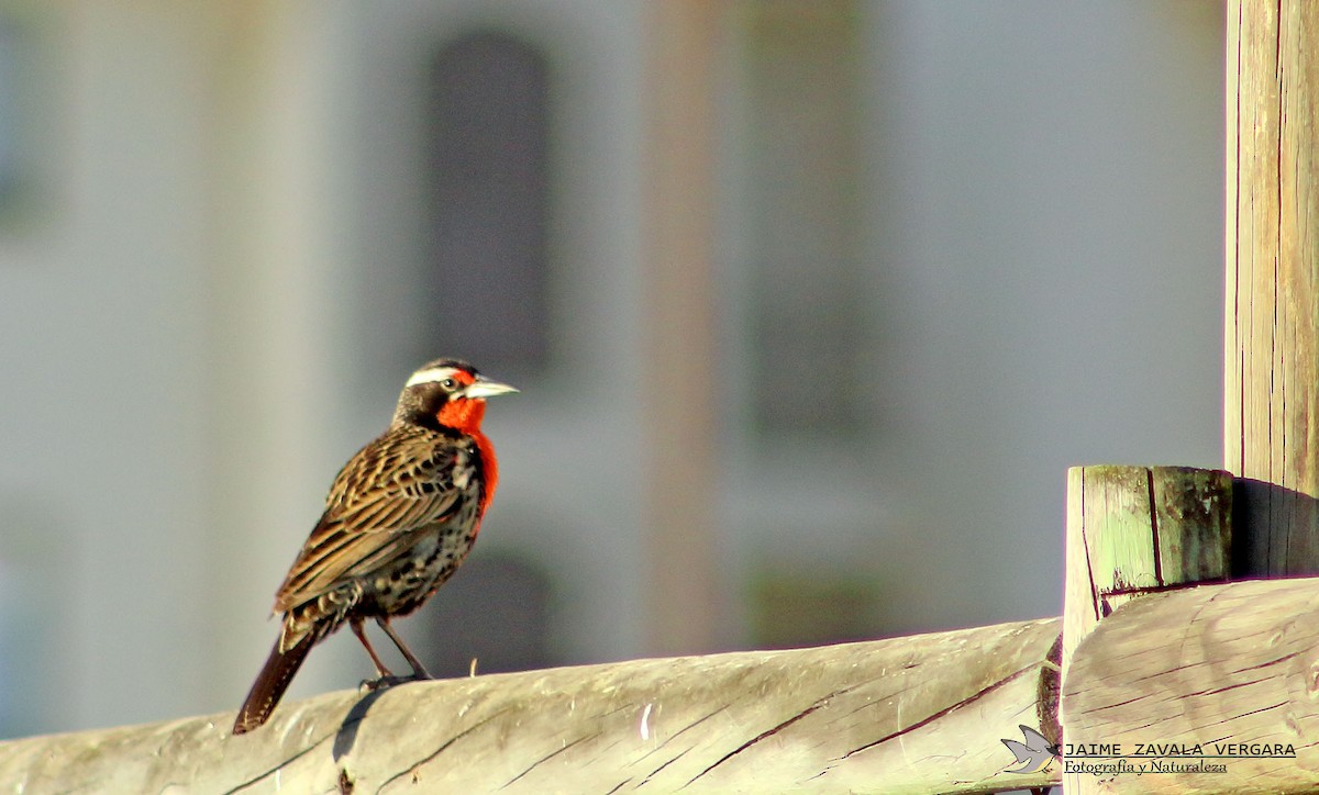 Long-tailed Meadowlark - ML644856932