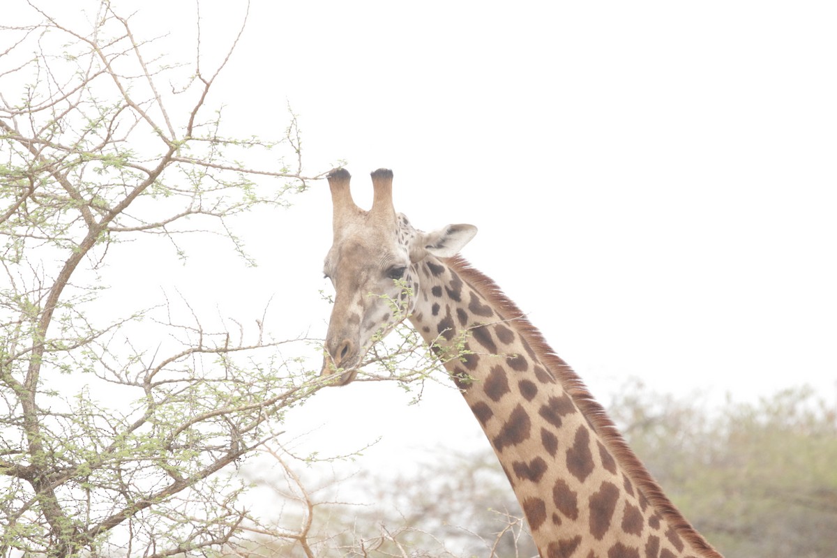 East African Giraffe - ML644856944