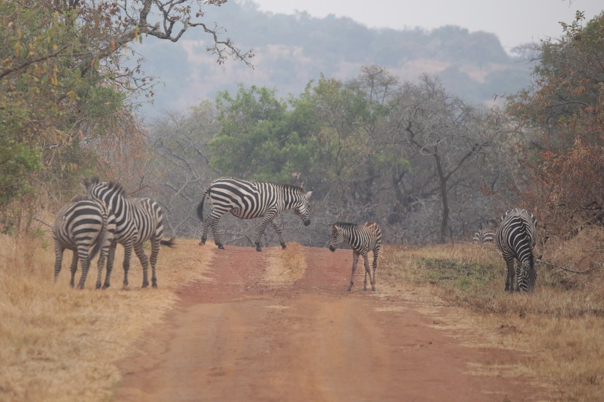 Grant's Zebra - ML644856945