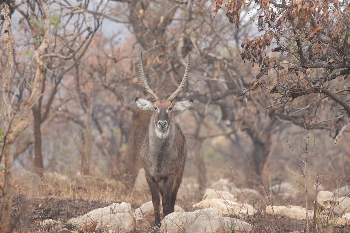 Waterbuck - ML644856947