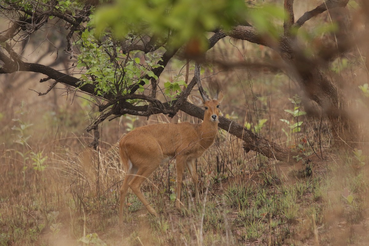 Bohor Reedbuck - ML644856948