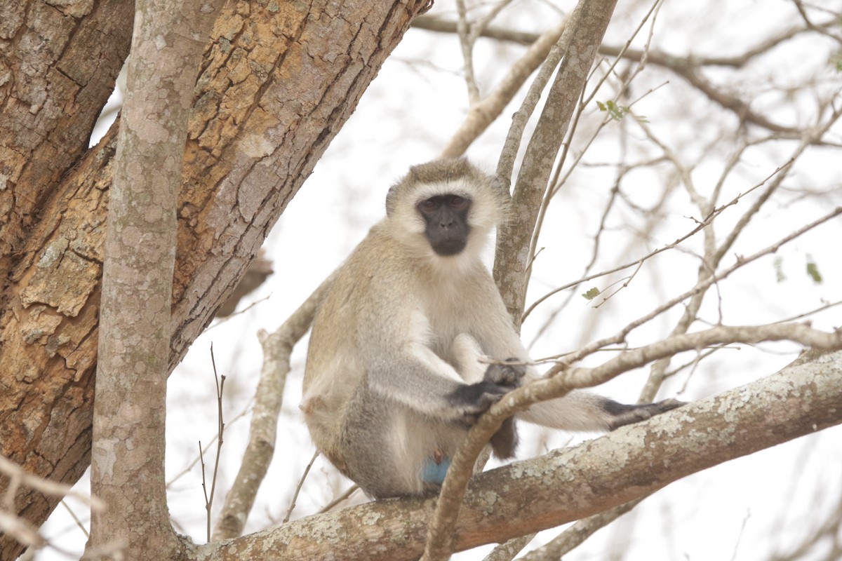Vervet Monkey - ML644856949