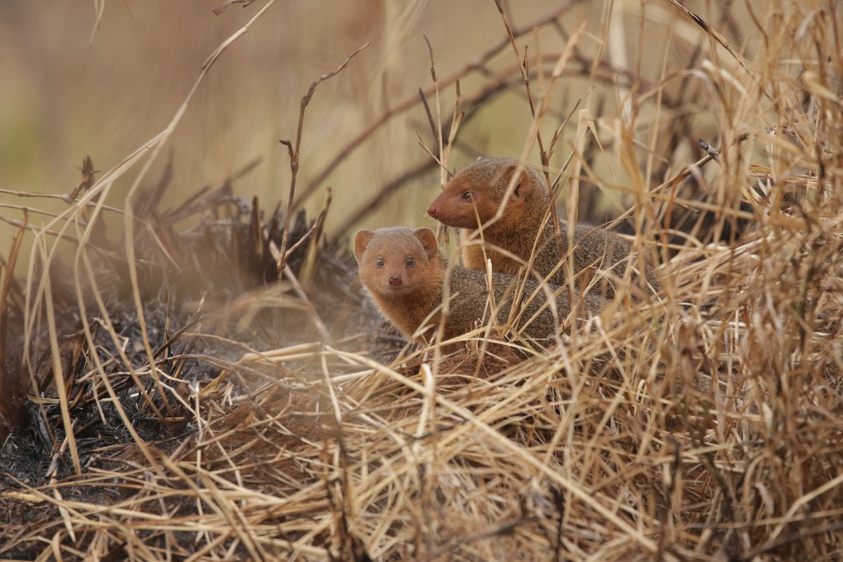Common Dwarf Mongoose - ML644856952