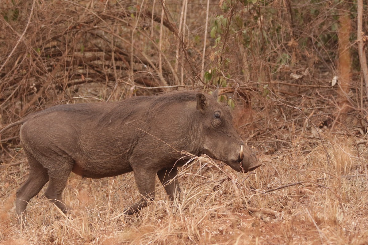 Common Warthog - ML644856953