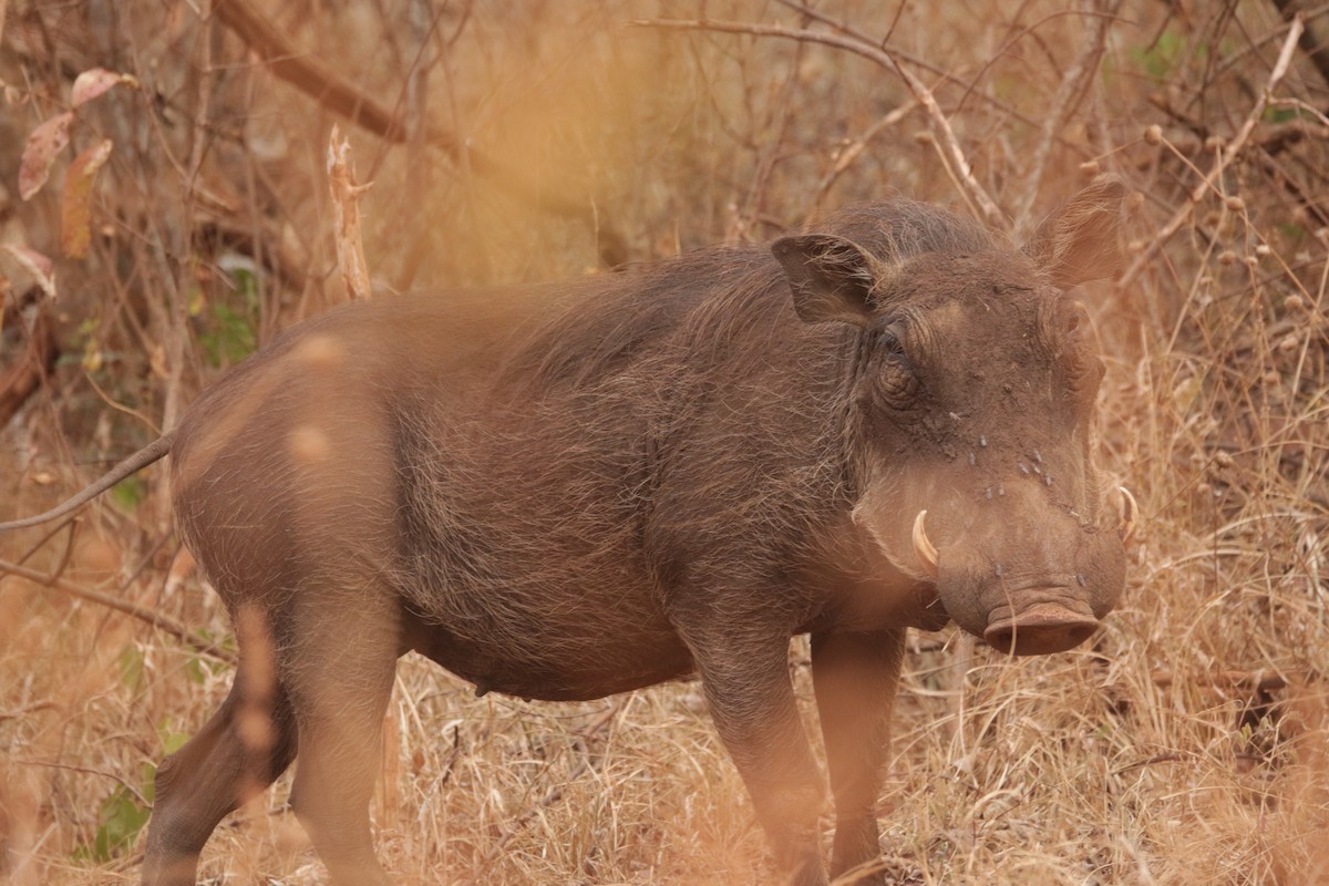 Common Warthog - ML644856954