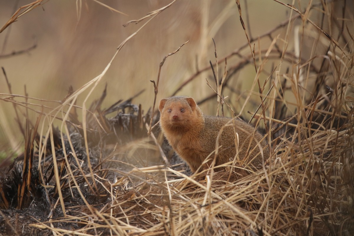 Common Dwarf Mongoose - ML644856955