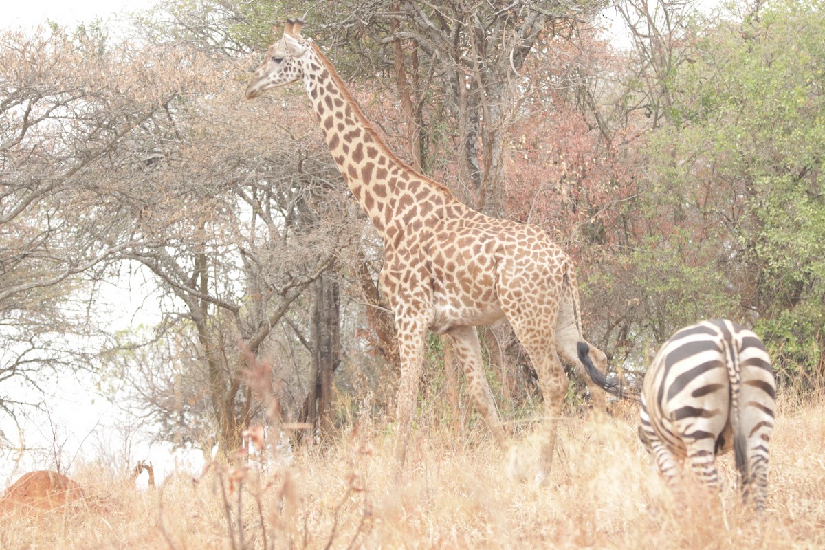 East African Giraffe - ML644856957