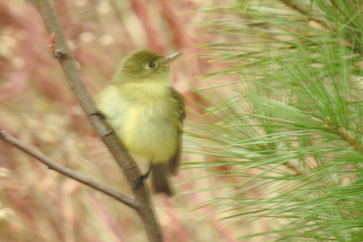 חטפית צהובת-גחון - ML644856988