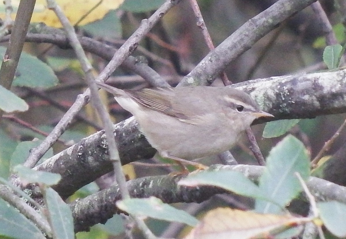 Esmer Çıvgın - ML644856995