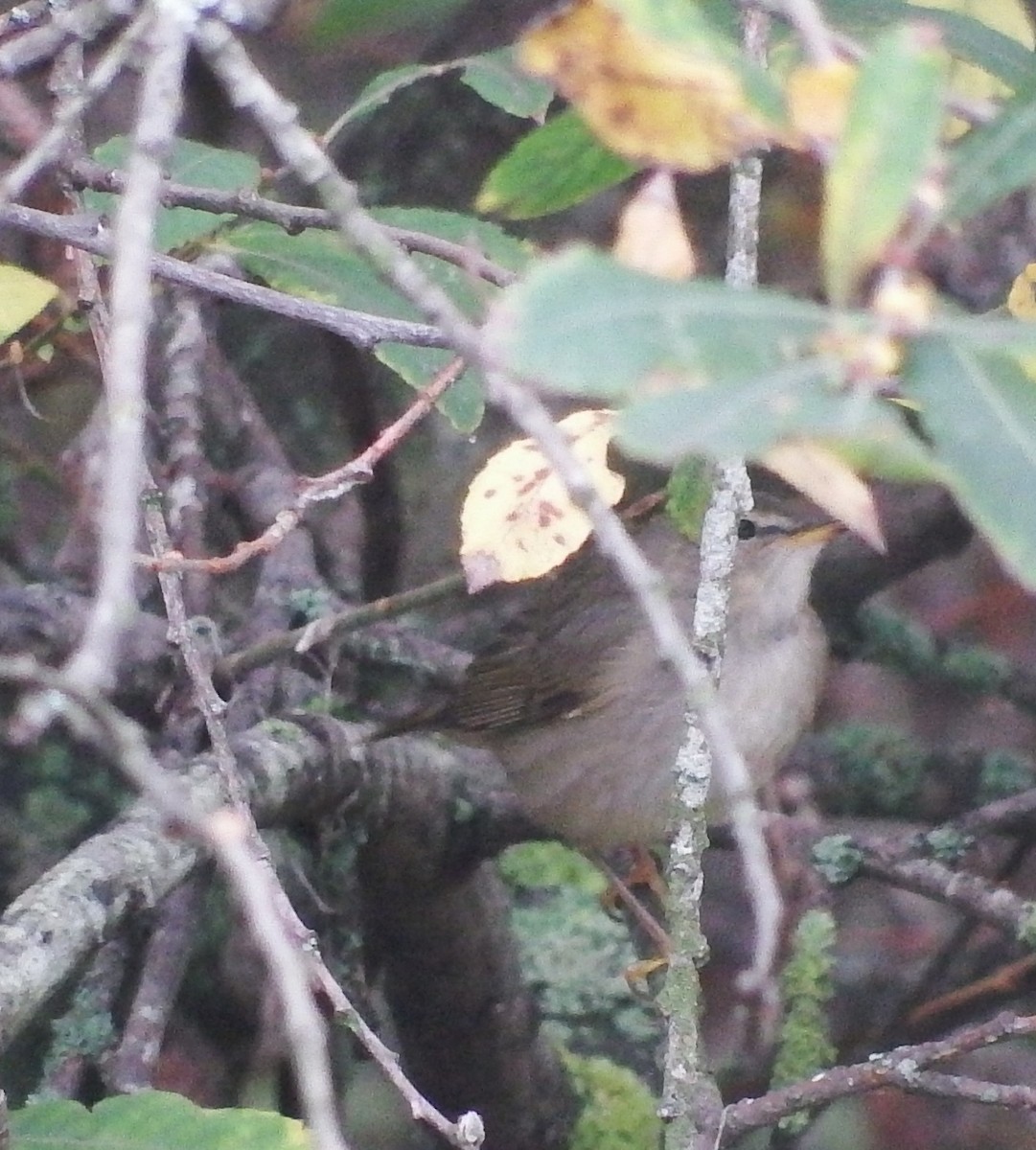 Esmer Çıvgın - ML644856996