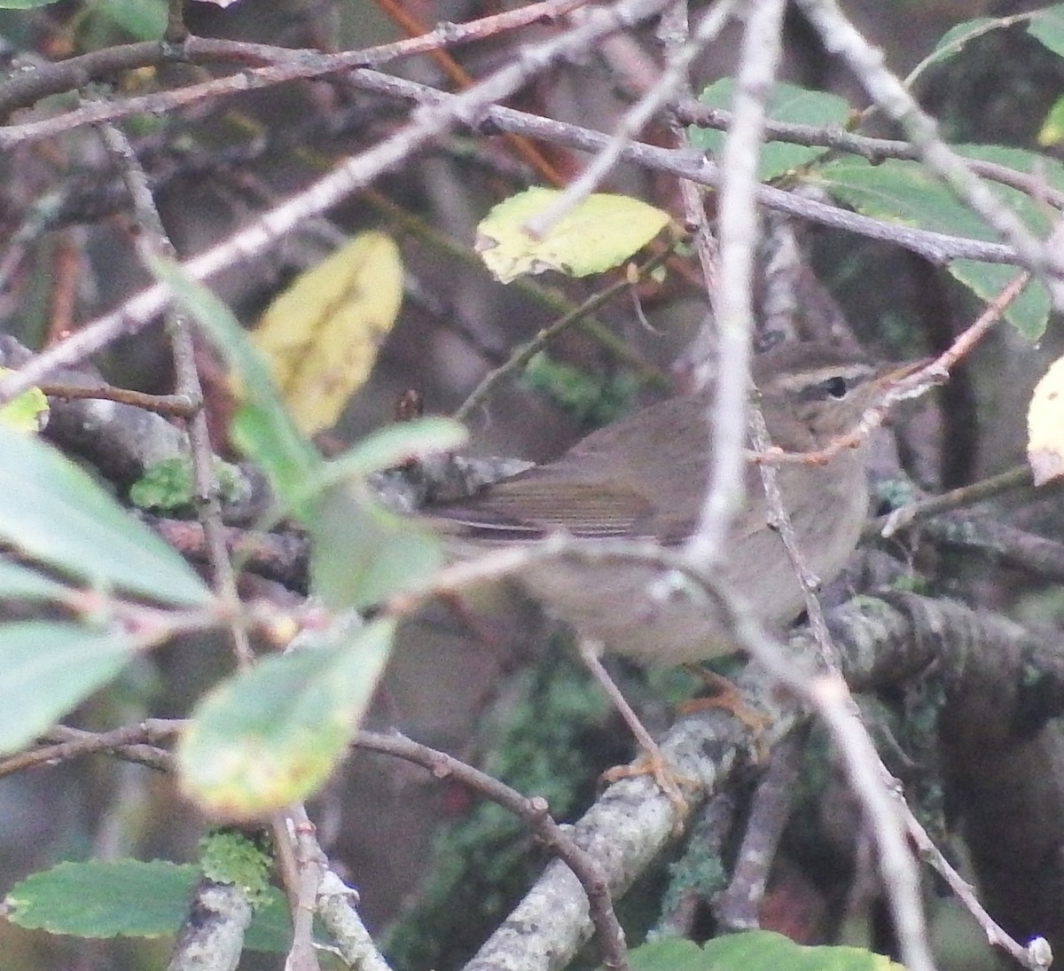 Esmer Çıvgın - ML644856997