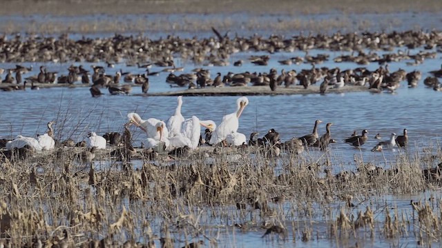 Чоботар американський - ML644857003