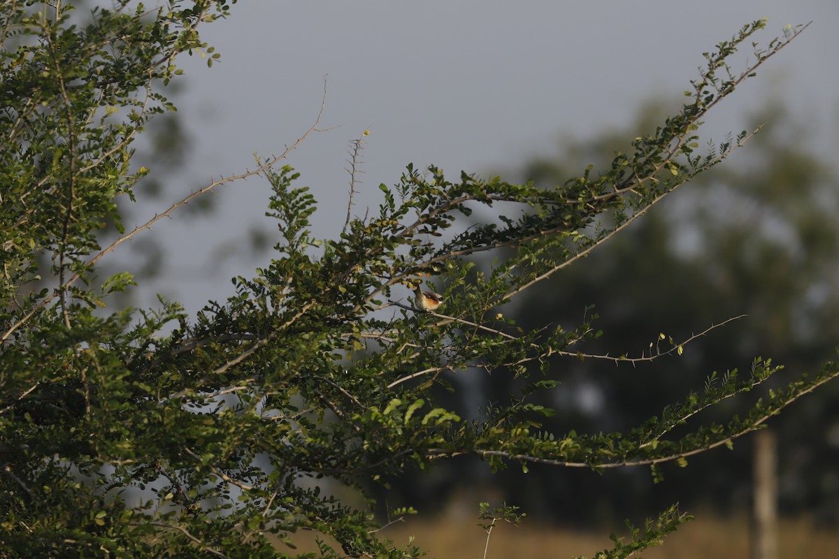 Bay-backed Shrike - ML644857005