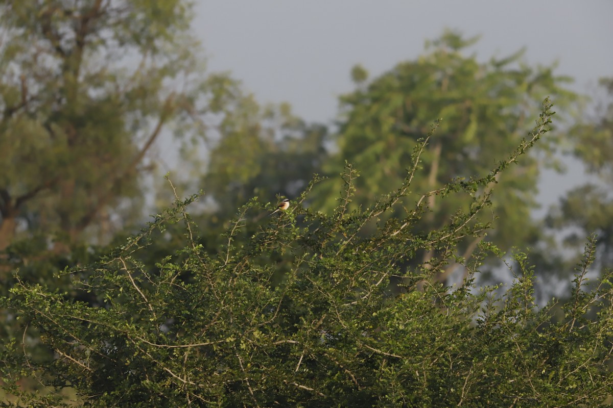 Bay-backed Shrike - ML644857006