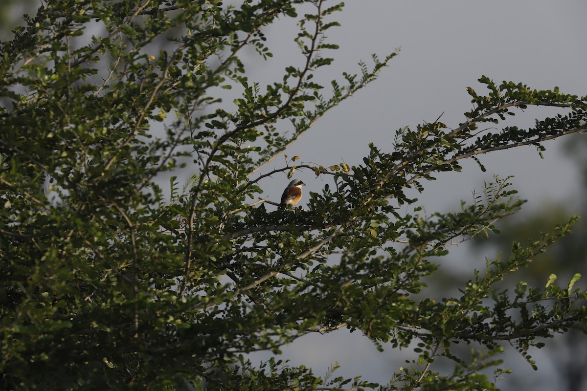 Bay-backed Shrike - ML644857007
