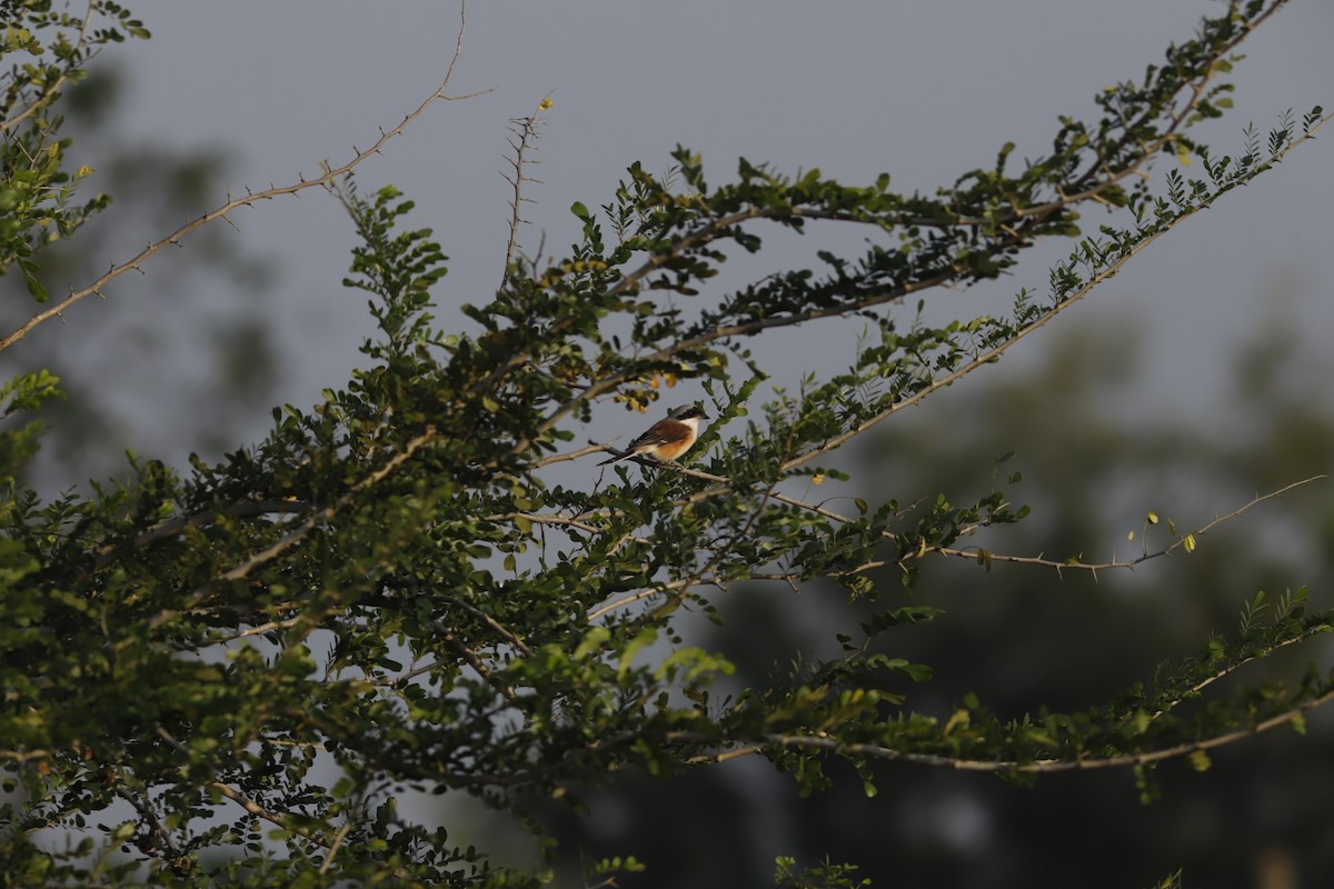 Bay-backed Shrike - ML644857008