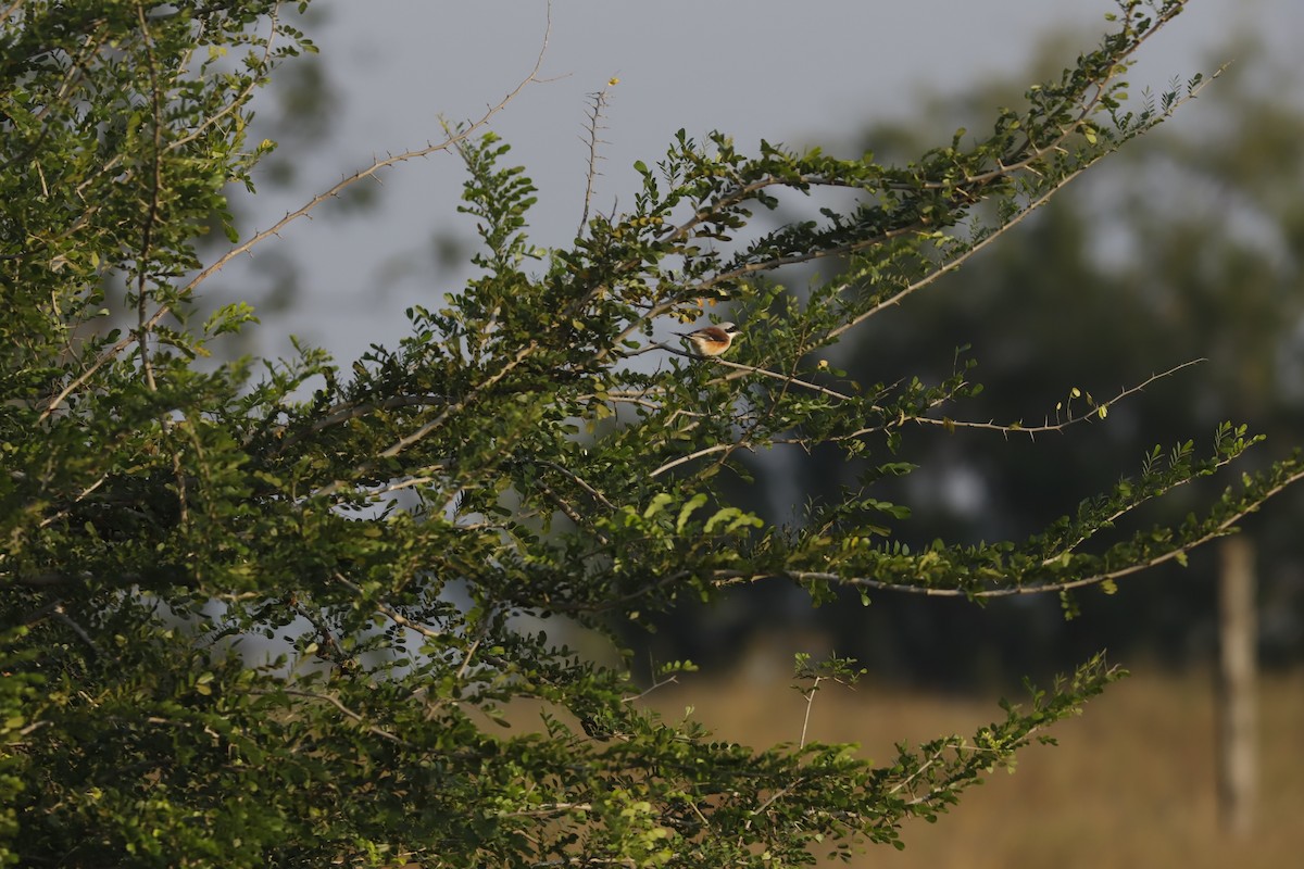Bay-backed Shrike - ML644857009