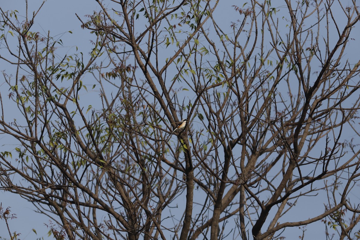 Bay-backed Shrike - ML644857010