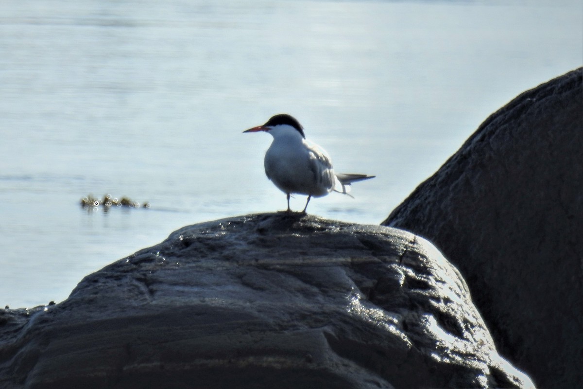 rybák obecný - ML644857014