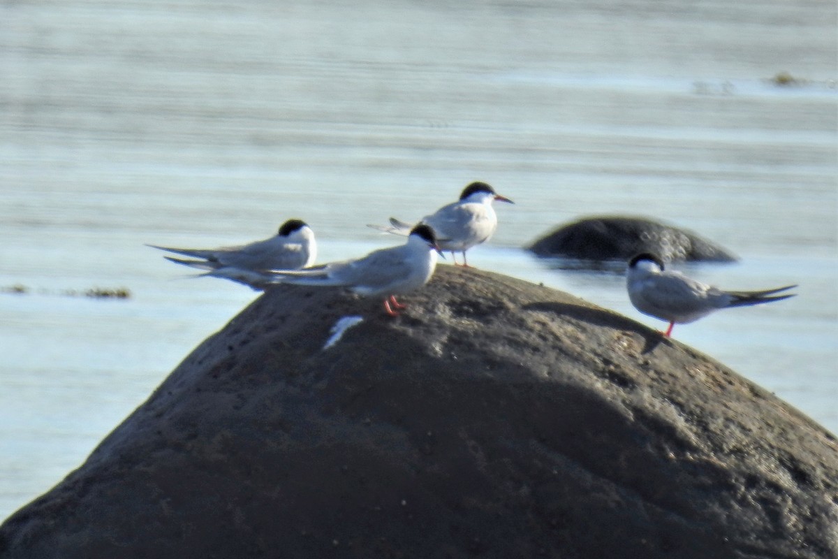 rybák obecný - ML644857015