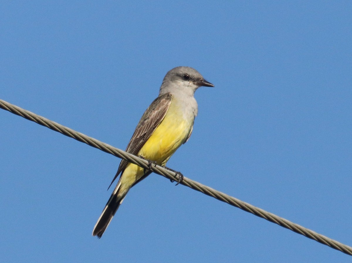 Западный тиранн - ML644857057