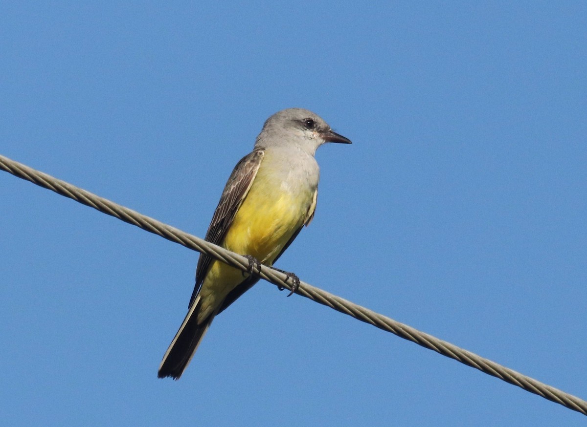 Западный тиранн - ML644857058