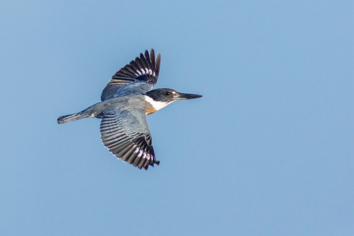 アメリカヤマセミ - ML644857061