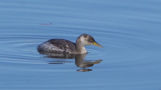 Пірникоза сірощока - ML644857080