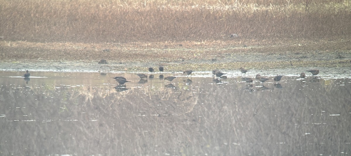 Rusty Blackbird - ML644857109