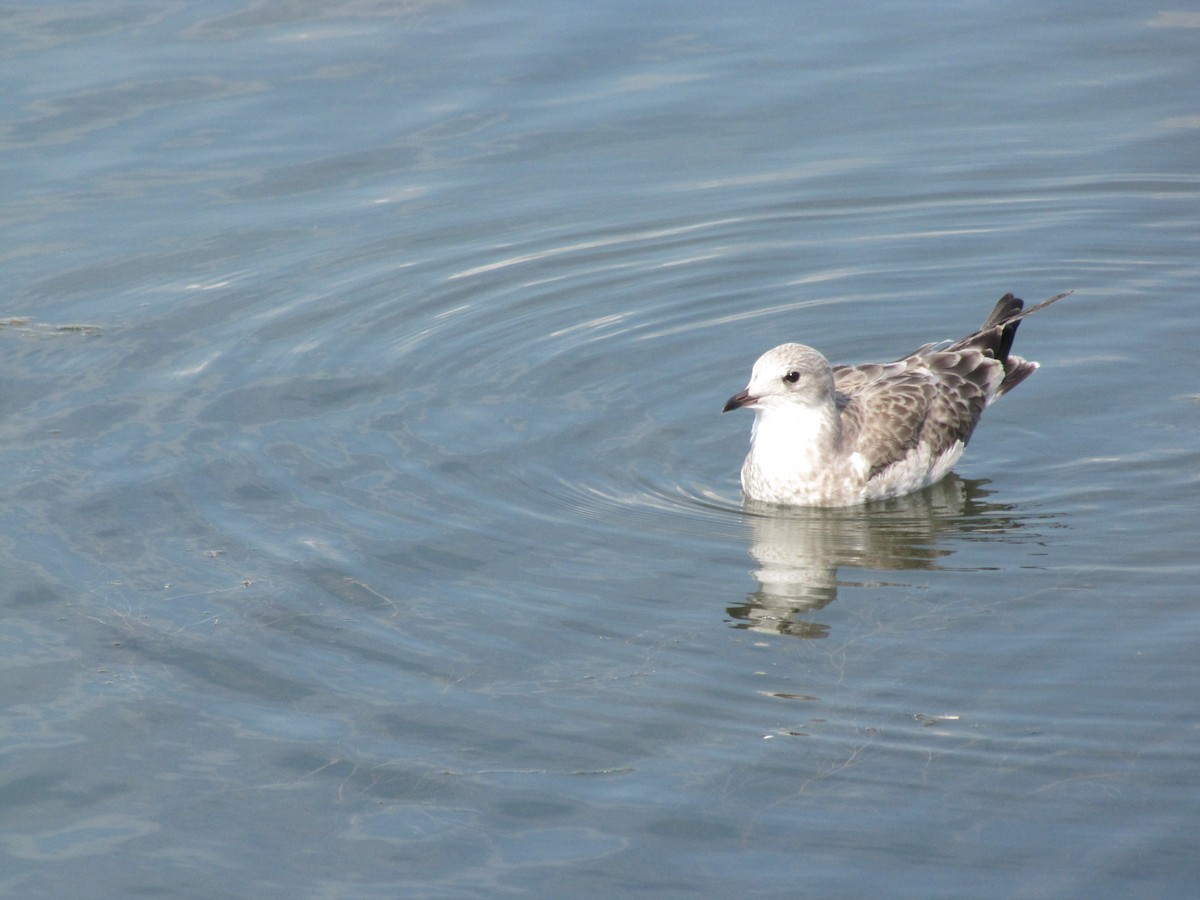 Common Gull - ML644857126