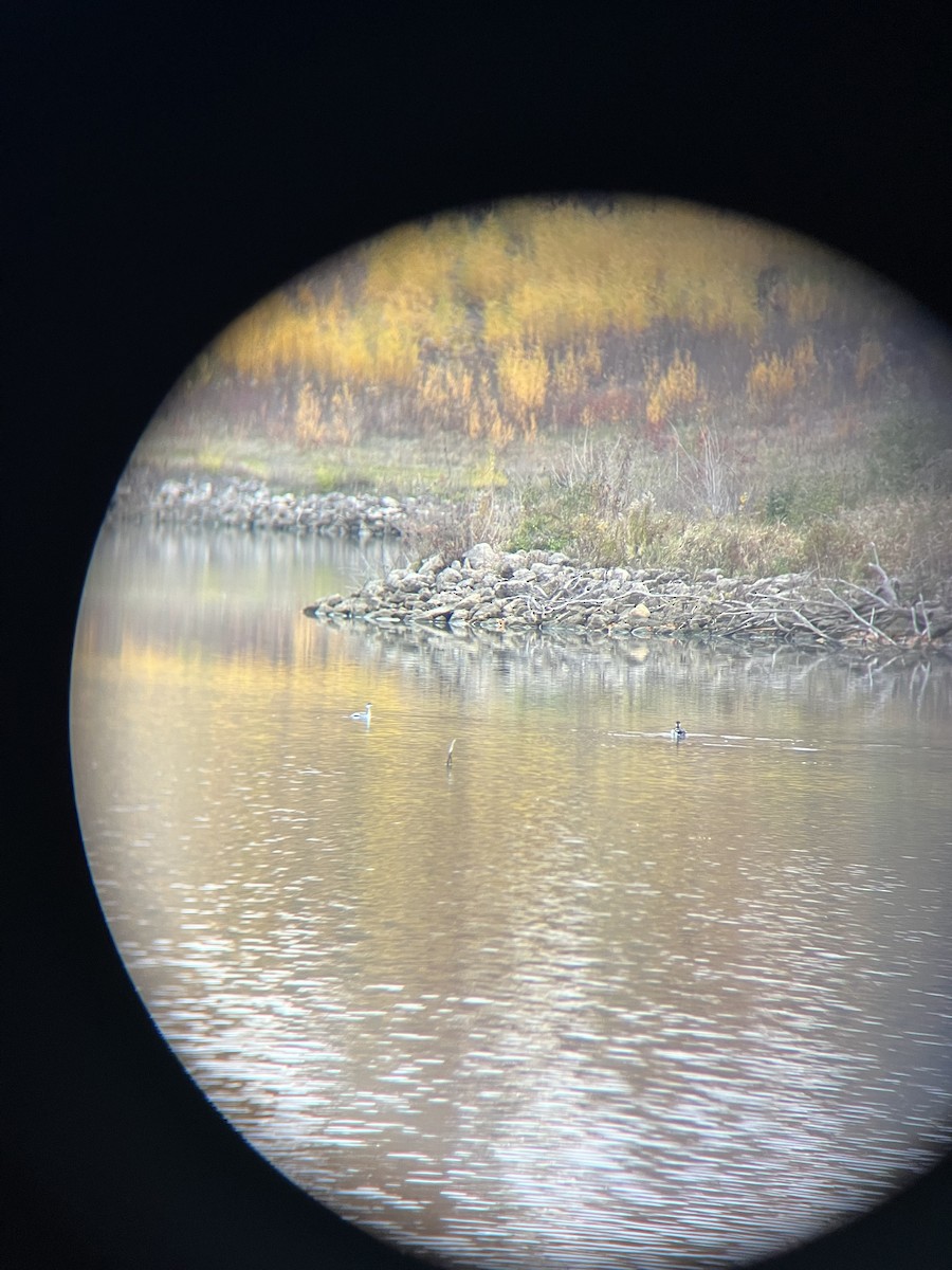 Horned Grebe - ML644857128