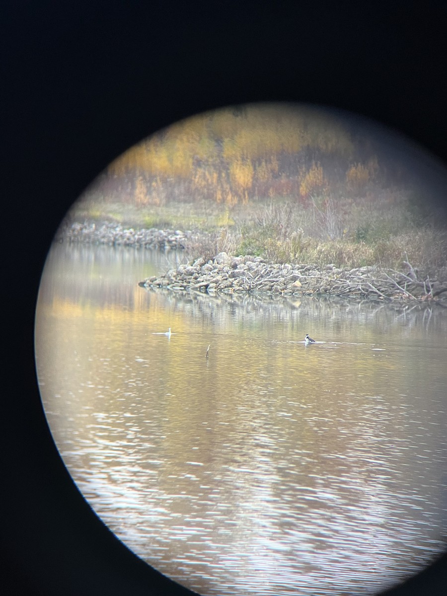Horned Grebe - ML644857129