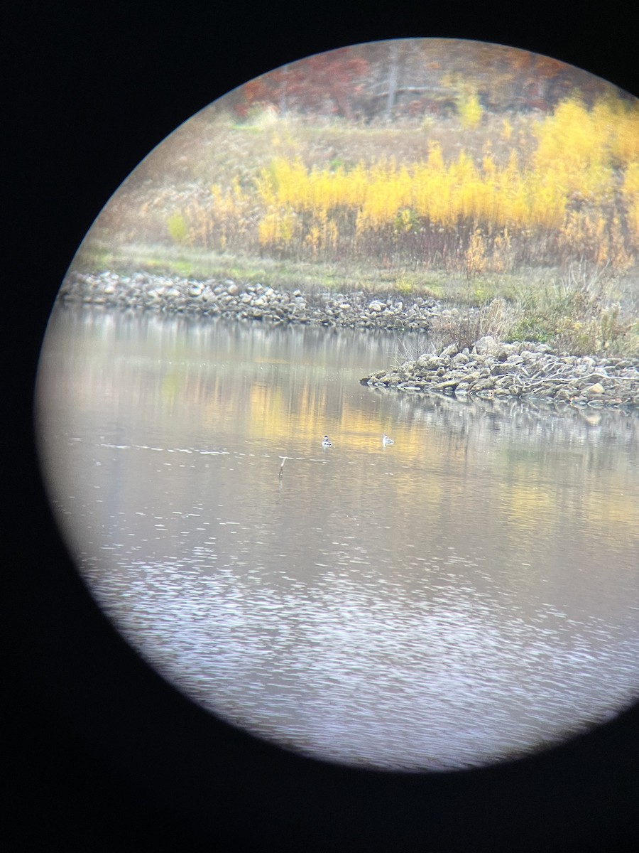 Horned Grebe - ML644857130