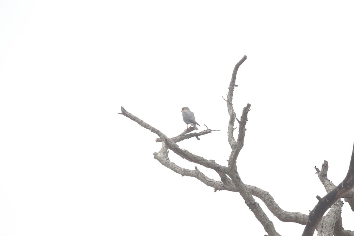 Gray Kestrel - ML644857153