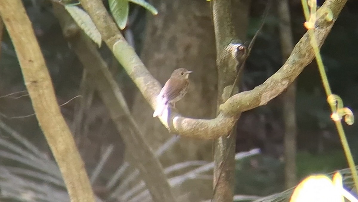 Papamoscas Dorsioliva - ML644857162