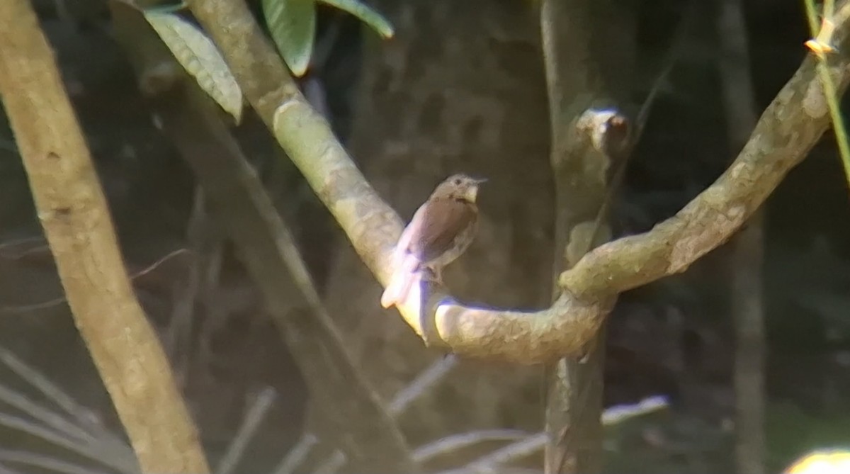 Papamoscas Dorsioliva - ML644857163