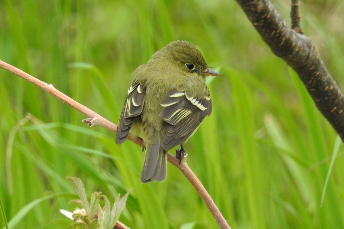 חטפית צהובת-גחון - ML644857168