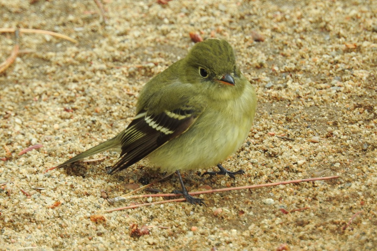 חטפית צהובת-גחון - ML644857170