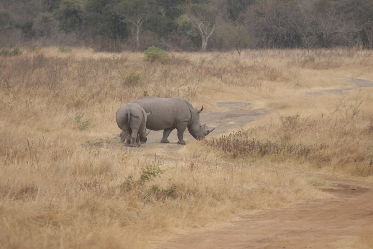 Southern White Rhinoceros - ML644857173