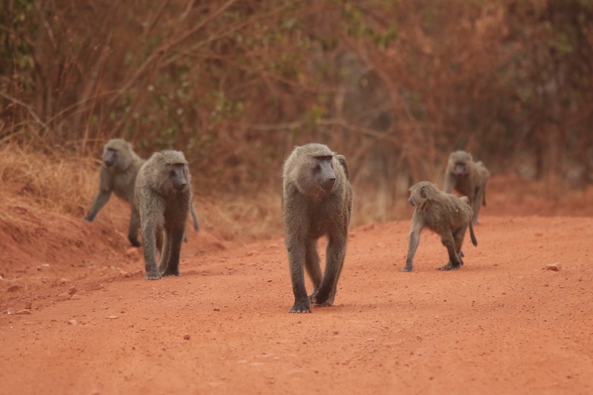 Olive Baboon - ML644857174