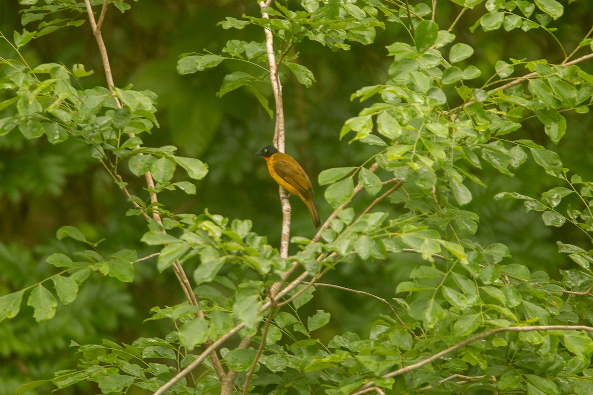 ヒノドヒヨドリ - ML644857197