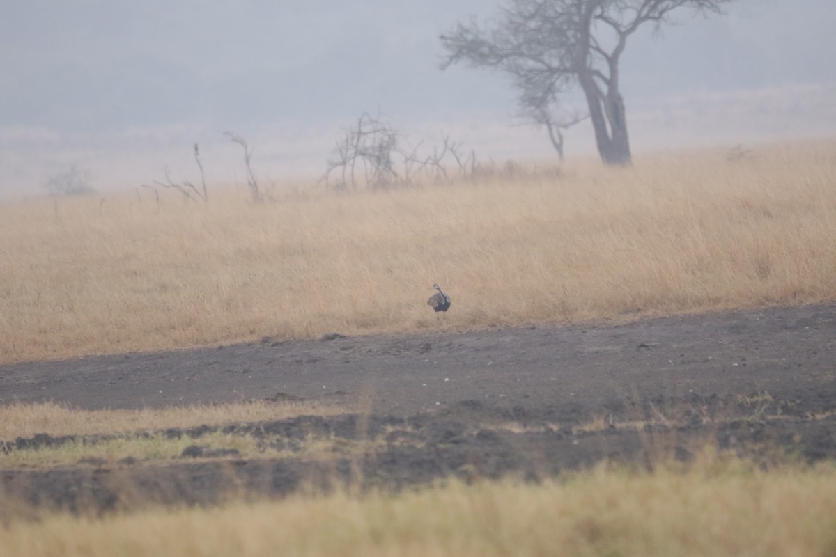 Black-bellied Bustard - ML644857212