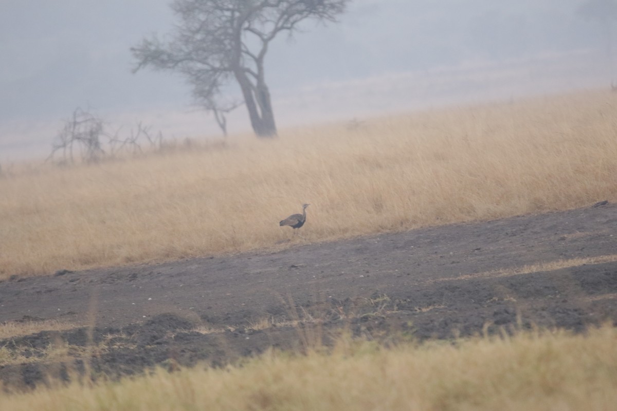 Black-bellied Bustard - ML644857213