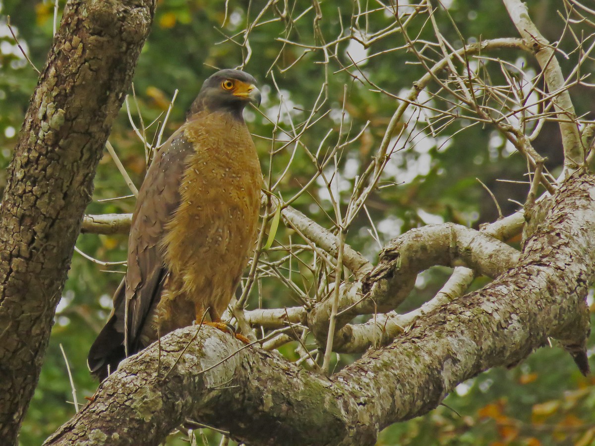 Haubenschlangenadler - ML644857216