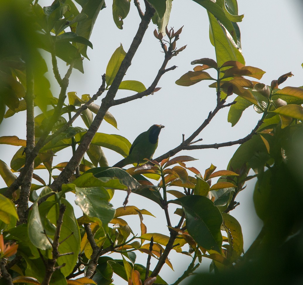 Golden-fronted Leafbird - ML644857219